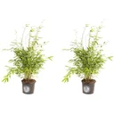 Flower-up Bamboo "Nicht verrottend" Medium - Fargesia - 40-60Cm - 2 Stück