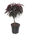 Zwergpfirsich "Crimson´Rotlaub", 7,5L-Container, köstliche, dunkelrote Früchte