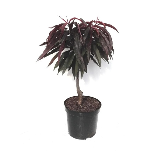 "Zwergpfirsich "Crimson´Rotlaub", 7,5L-Container, köstliche, dunkelrote Früchte image"