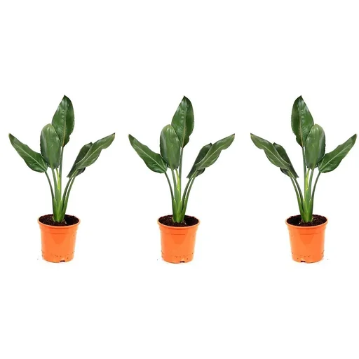 "Flower-up Exotische Paradiesvogelpflanze - Strelitzia reginae - 3 Stück - 25-38cm - für drinnen und draußen image"