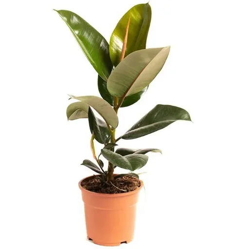 "Aufblühender Gummibaum - Ficus Elastica Robusta - Groß - 50-60Cm - 1 Stück image"