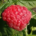 Himbeere "Polana", 5L-Container