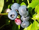 Garten-Heidelbeere "Blue Jay", im 3,5L-Conatiner