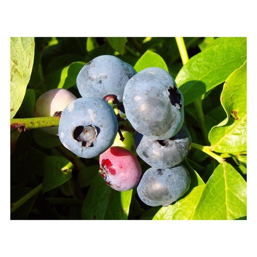 "Garten-Heidelbeere "Blue Jay", im 3,5L-Conatiner image"