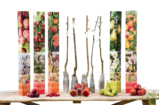 "Flower-up Set mit 5 Obstbäumen 90 - 100 cm image"