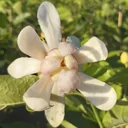Gewürzstrauch Venus - Calycanthus - 7.5 L Topf 60-80 cm