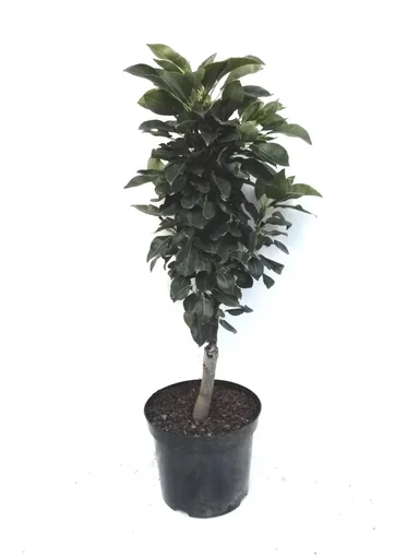 "Zwergbirne "Luisa", 7,5L.Container, saftiges, weißes Fruchtfleisch image"