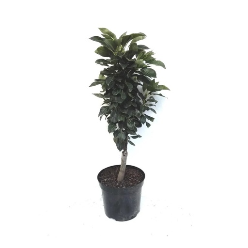 "Zwergbirne "Luisa", 7,5L.Container, saftiges, weißes Fruchtfleisch image"