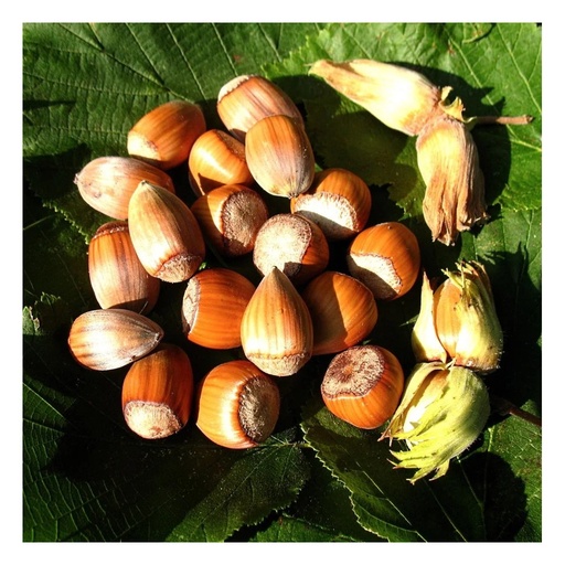 "Haselnuss "Nottingham Fruchtbare", 7,5L-Container image"