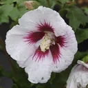 Garteneibisch Red Heart - Hibiscus syriacus - 7.5 L Topf 70-80 cm