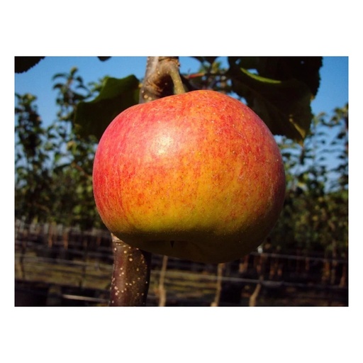 "Apfel "Rewena" Busch, im 10L-Container image"
