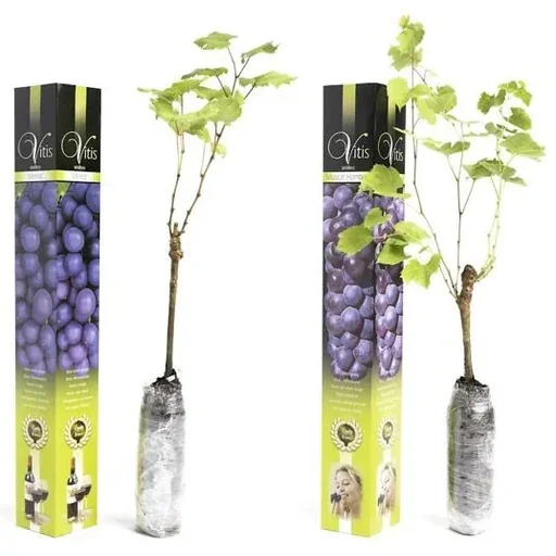 "Flower-up Grapevines - 2 Stück - Blaues Weinreben-Set (1x Blauer Muskateller Hamburg, 1x Blauer Merlot) image"