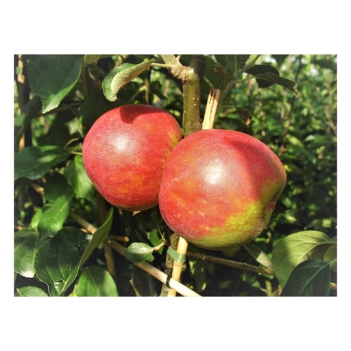 "Apfel "Roter Boskoop" Halbstamm, im 10L-Container image"