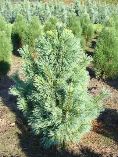 "Zapfenkiefer Wiethorst - Pinus schwerinii - 7.5 L Topf 40-50 cm image"