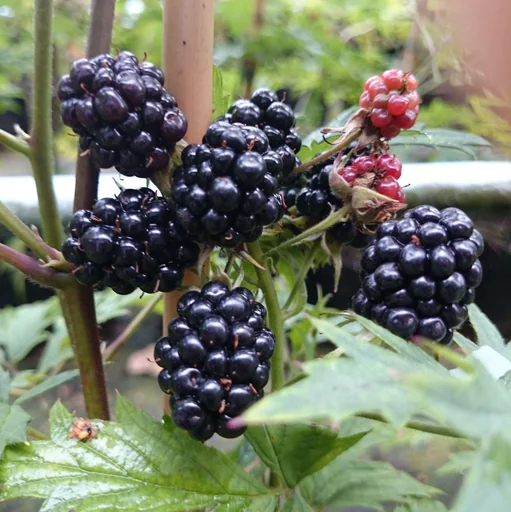 "Brombeere "Thornless Evergreen" 3,5L-Container image"