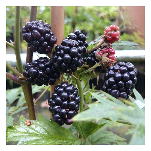 "Brombeere "Thornless Evergreen" 3,5L-Container image"