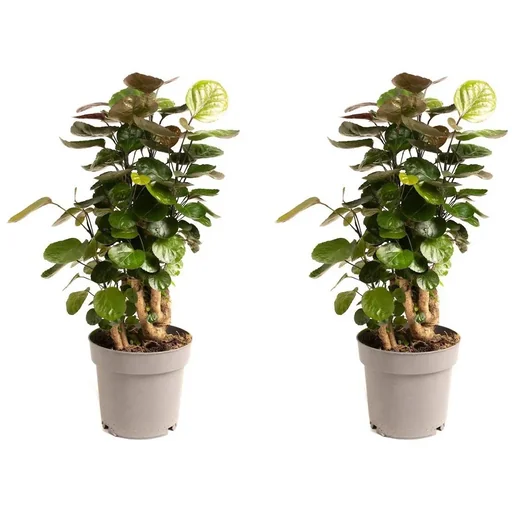 "Aufblühende Aralie - Polyscias Fabian - Groß - 55-65Cm - 2 Stück image"