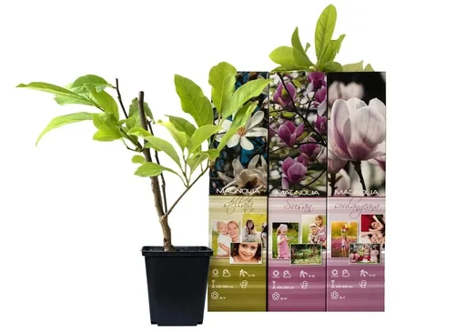 "Flower-up 3er-Set Magnolie 30-40 cm image"