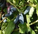Sib. Blaubeere "Atut", im 3,5L-Container