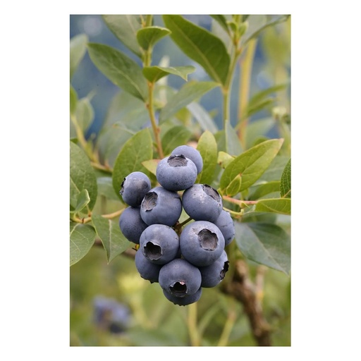 "Garten-Heidelbeere "Patriot", im 3,5L-Container image"