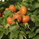 Apfelrose weiß Rosa rugosa alba - 7.5 L Topf 60-80 cm