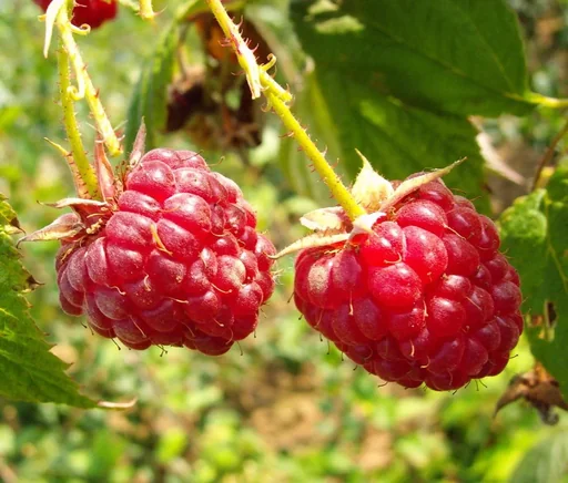 "Himbeere "Elida", 3,5L-Container image"