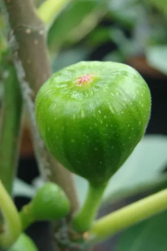 "Feige Brown Turkey - Ficus carica - 7 L Topf image"