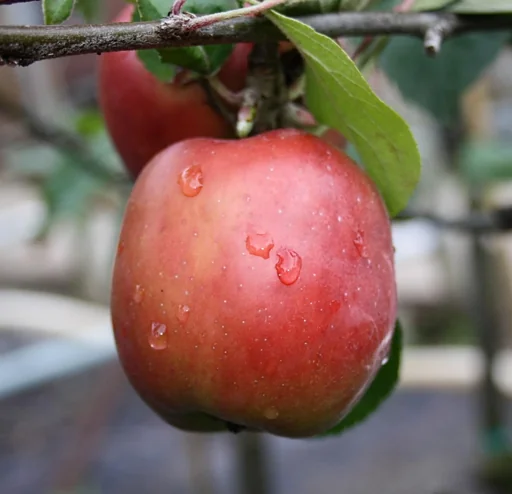 "Apfel "Gravensteiner" Spindelbusch, im 5L-Container image"