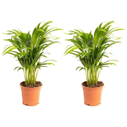 "Aufblühende Arecapalme - Goldpalme - Dypsis Lutescens Areca - Groß - 65-70 cm - 2 Stück image"