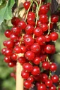 Johannisbeere rot "Jonkheer v. Tets" Busch, im 5L-Container