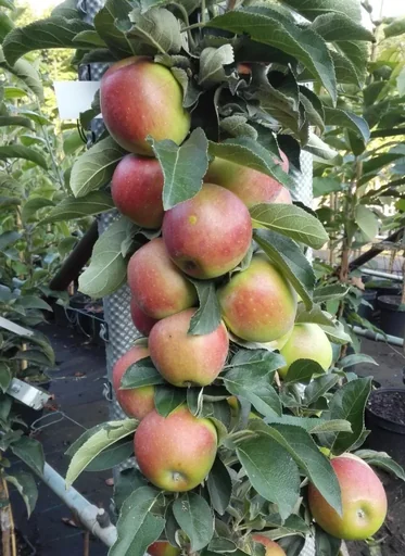 "Säulenapfel "Redcats", 7,5L-Container, feste Frucht, fest hängend, süß, und doch säurebetont image"