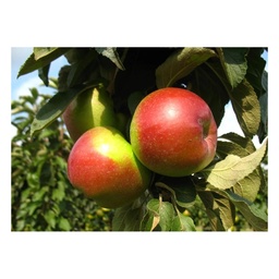 Säulenapfel 