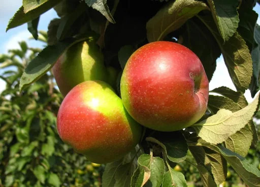 "Säulenapfel "Red River", 7,5L-Container, Frucht groß, saftig, mit feiner Säure und würzigem Aroma image"