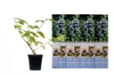 Flower-up Set aus 4 Heidelbeerpflanzen 30-40 cm
