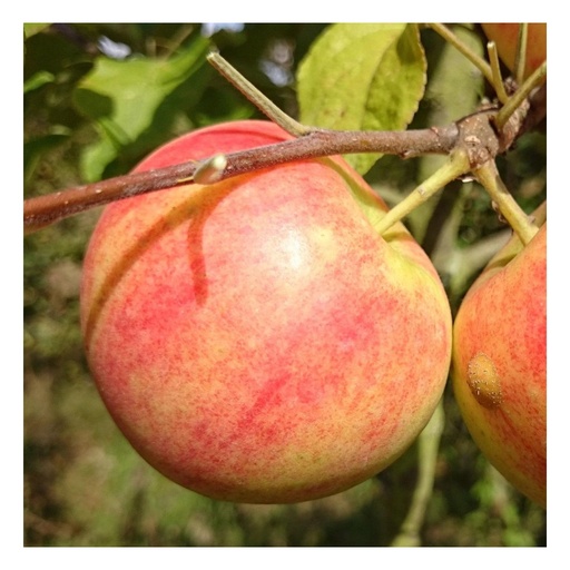 "Apfel "Geh. Oldenburg" Busch, im 10L-Container image"