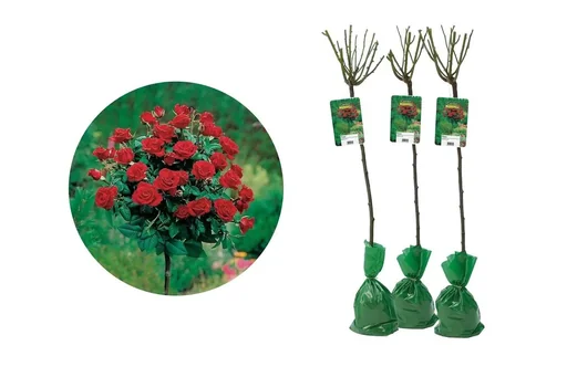 Blumenset mit 3 roten Standardrosen XXL