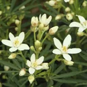 Orangenblume White Dazzler - Choisya ternata -S- - 7 L Topf 30-40 cm