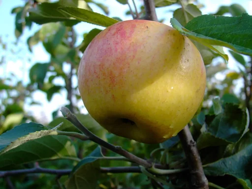 "Apfel "Dülmener + Schöner aus Nordhausen" 2 Sorten auf einem Stamm, im 10L-Container image"