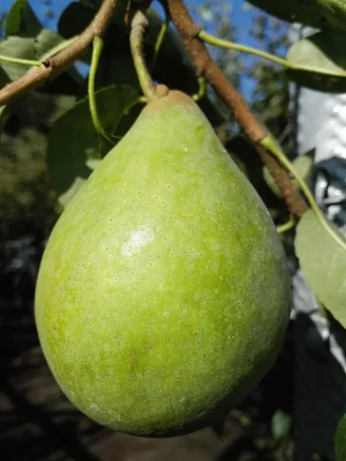 "Birne "Köstliche v. Charneux" Busch im 10L-Container, süsse bis schwach säuerliche Herbstbirne image"