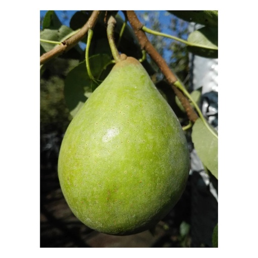 "Birne "Köstliche v. Charneux" Busch im 10L-Container, süsse bis schwach säuerliche Herbstbirne image"