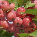 Zierapfel Red Sentinel Malus - 7 L Topf 80-100 cm