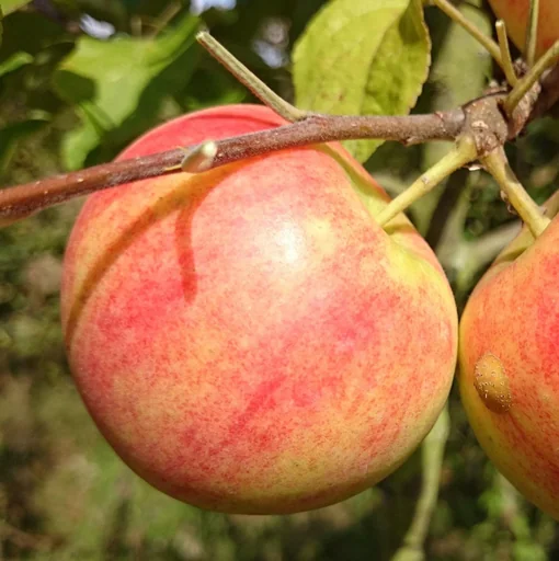 "Apfel "Geheimrat Oldenburg" Spindelbusch, im 5L-Container image"
