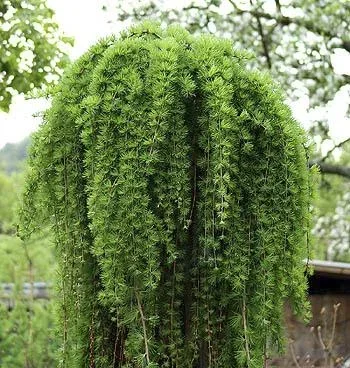 "Japanische Hänge-Lärche Larix kaempferi Stiff Weeper - 20 L Topf Stamm 150 cm image"