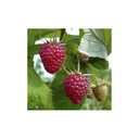 Tayberry "Buckingham", 3,5L-Container, Kreuzung zwischen Himbeere und Brombeere