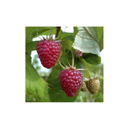 "Tayberry "Buckingham", 3,5L-Container, Kreuzung zwischen Himbeere und Brombeere image"