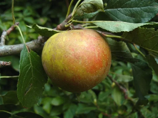 "Apfel "Holsteiner Cox" Spindelbusch, im 5L-Container image"