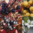 Vogelnähr- und Schutzhecke für 3 m Hecke, 80-100 cm, 7,5 Liter Topf, 6 Stück im Set, 2 x Zierapfel, 2 x Schlehe, 2 x Apfelbeere
