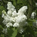 Edelflieder Mme Lemoine - Syringa vulg. - Solitär mit Ballen 150-175 cm