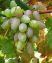 Weinrebe "Suffolk Red", 5L-Container