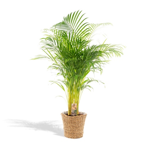 "Areca mit Korb - ↨130cm - Ø24cm image"
